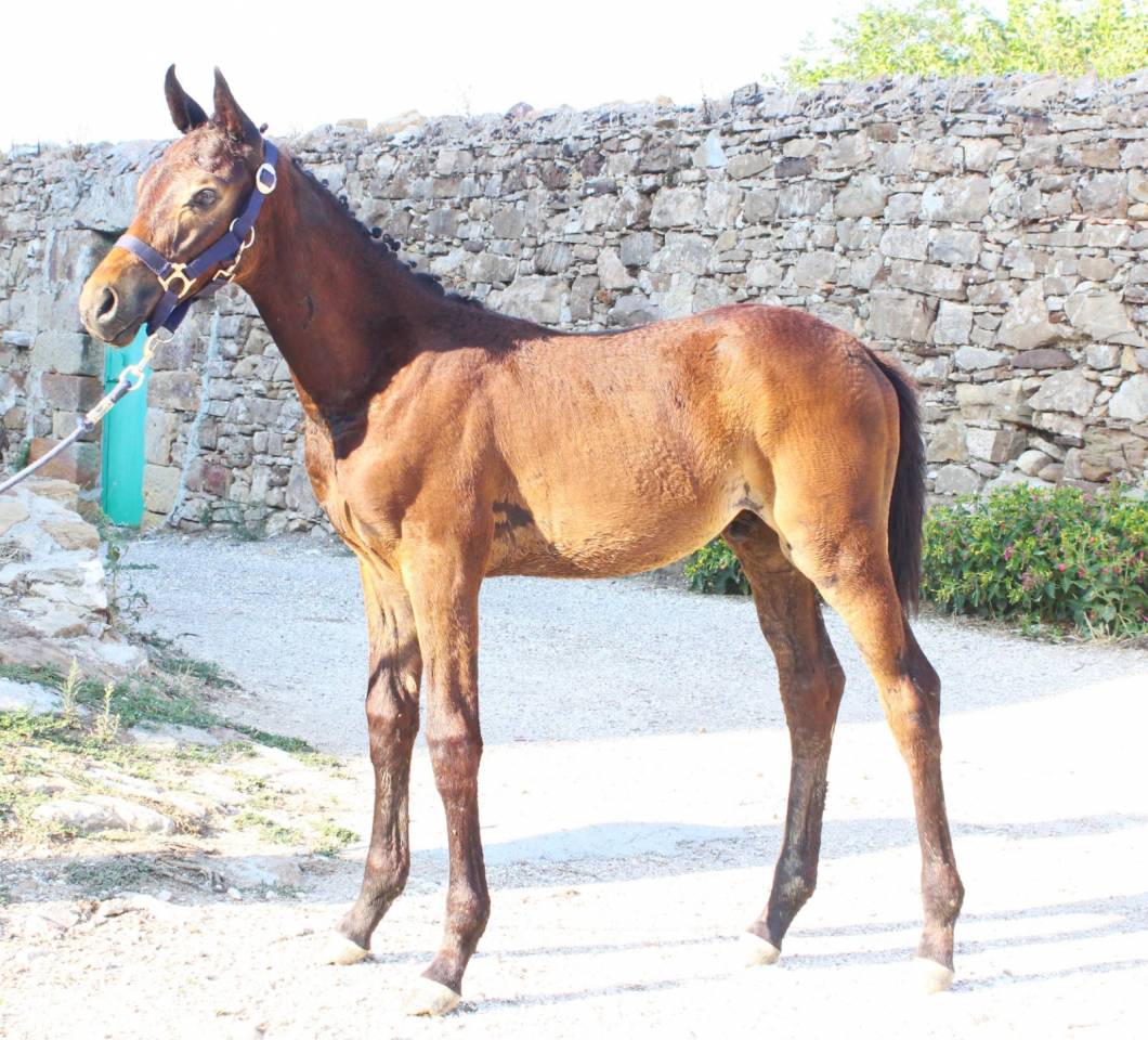 Vendo puledro da salto ostacoli sella italiano