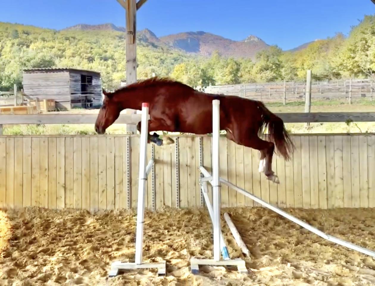 Cavalla Sella Francese In vendita 2022 Sauro ,  papillon de l'odyssee