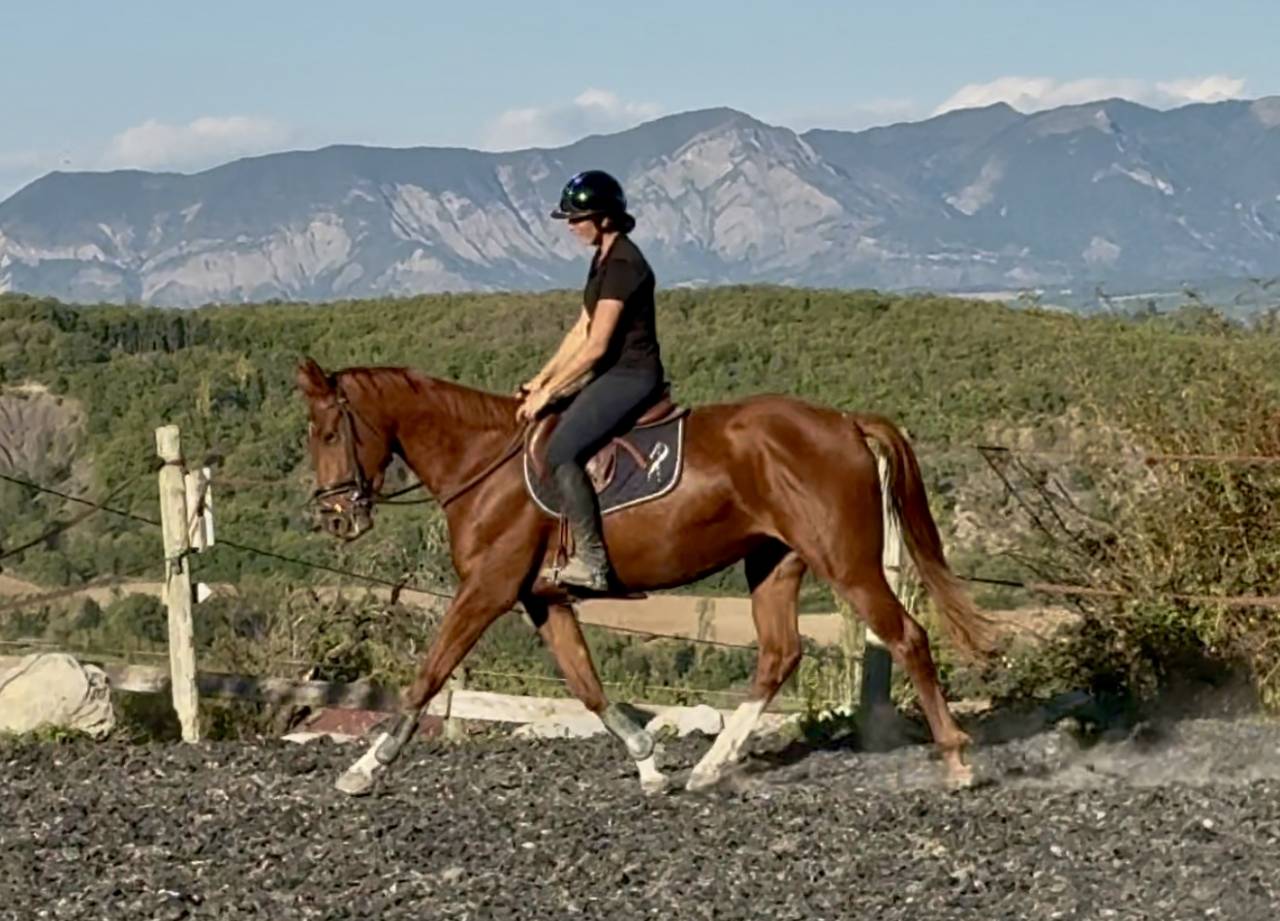 Cavalla Sella Francese In vendita 2022 Sauro ,  papillon de l'odyssee