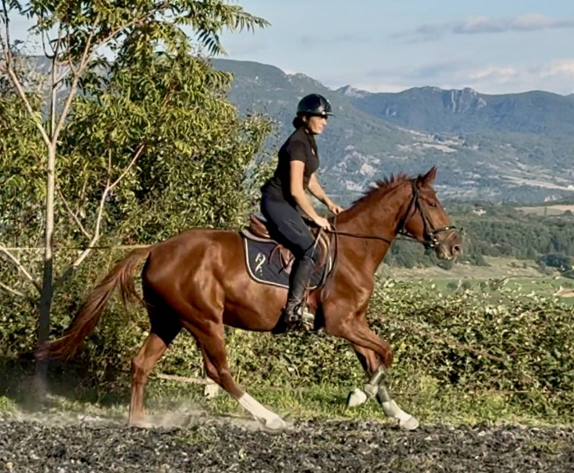 Cavalla Sella Francese In vendita 2022 Sauro ,  papillon de l'odyssee