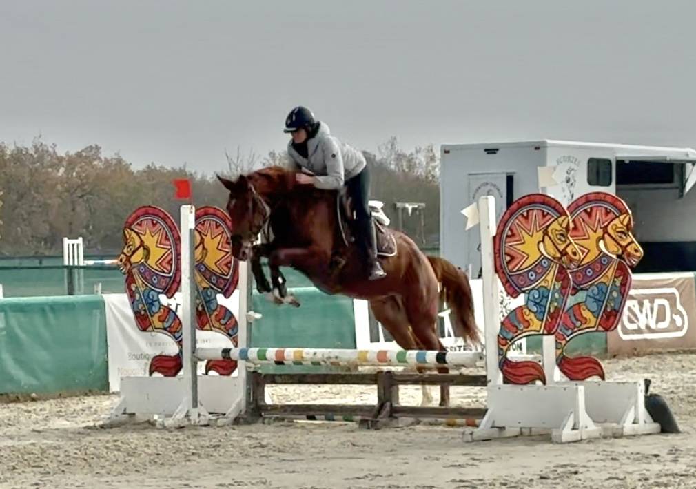 Cavalla Sella Francese In vendita 2022 Sauro ,  papillon de l'odyssee