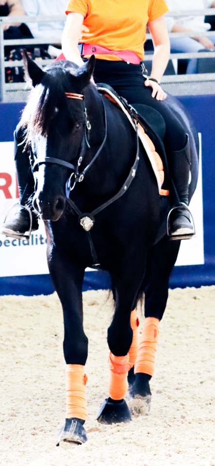 Castrone PRE Andaluso In vendita 2014 Nero ,  FRESCACHON II