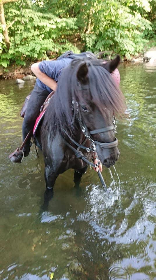 Castrone PRE Andaluso In vendita 2014 Nero ,  FRESCACHON II