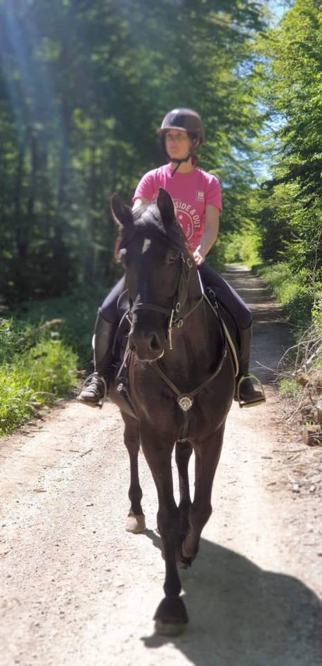 Castrone PRE Andaluso In vendita 2014 Nero ,  FRESCACHON II