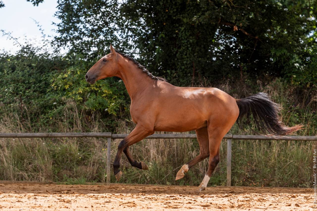 Castrone Lusitano In vendita 2019 Baio