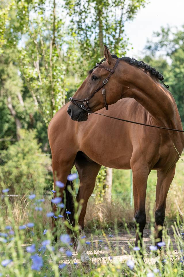 Castrone Lusitano In vendita 2019 Baio