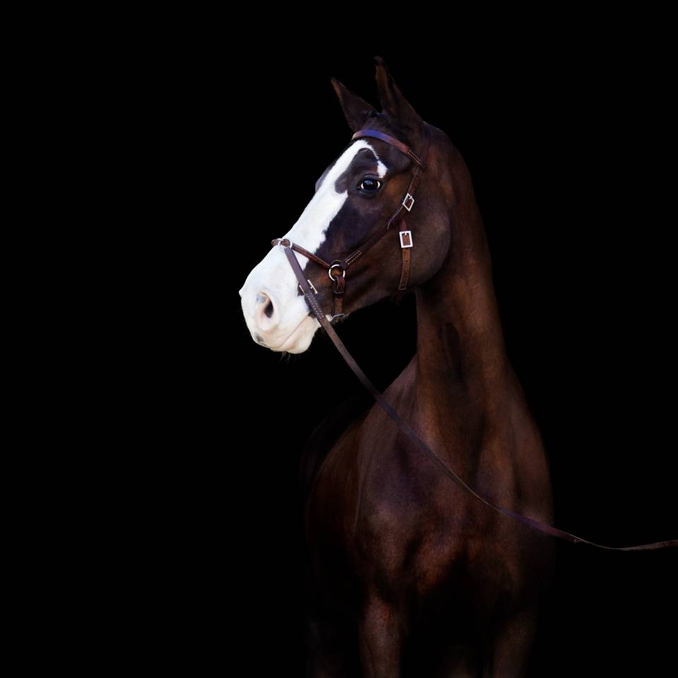 Cavalla Sella Francese In vendita 2017 Sauro brulé