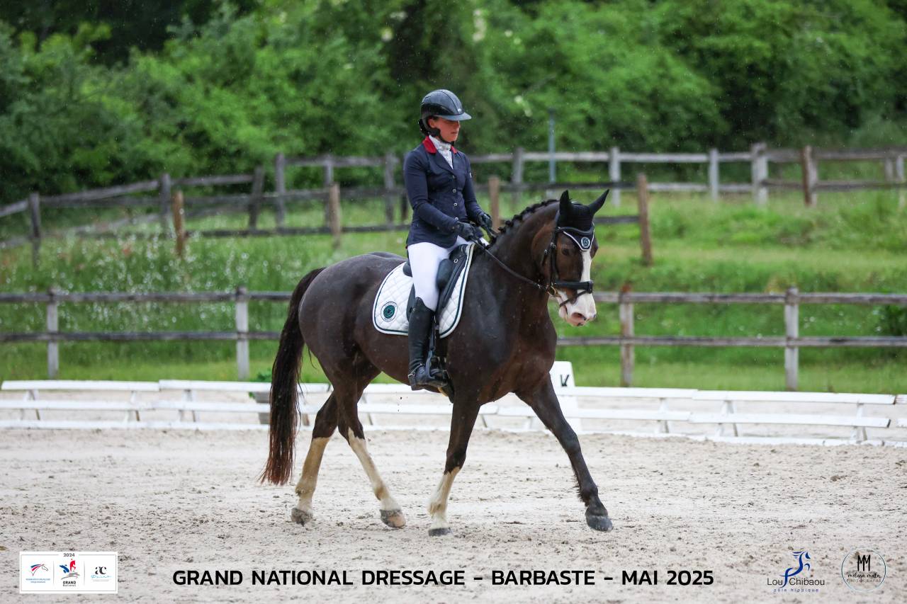 Cavalla Sella Francese In vendita 2017 Sauro brulé