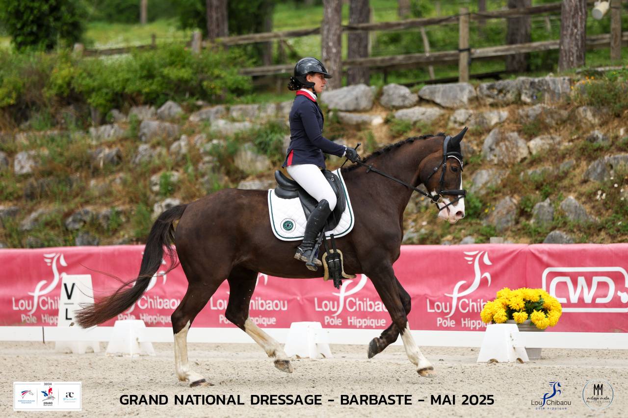 Cavalla Sella Francese In vendita 2017 Sauro brulé