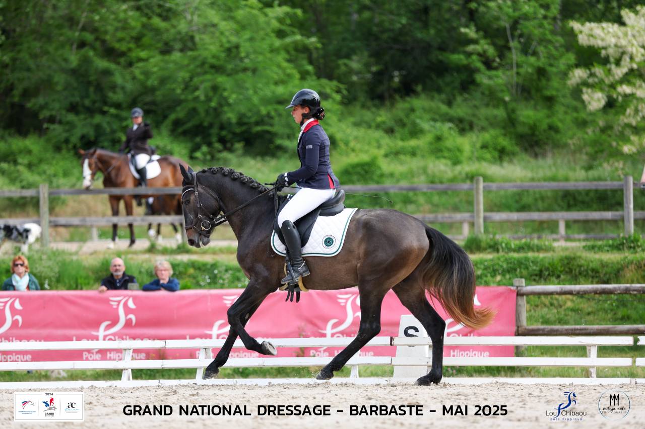 Intero Lusitano In vendita 2021 Grigio