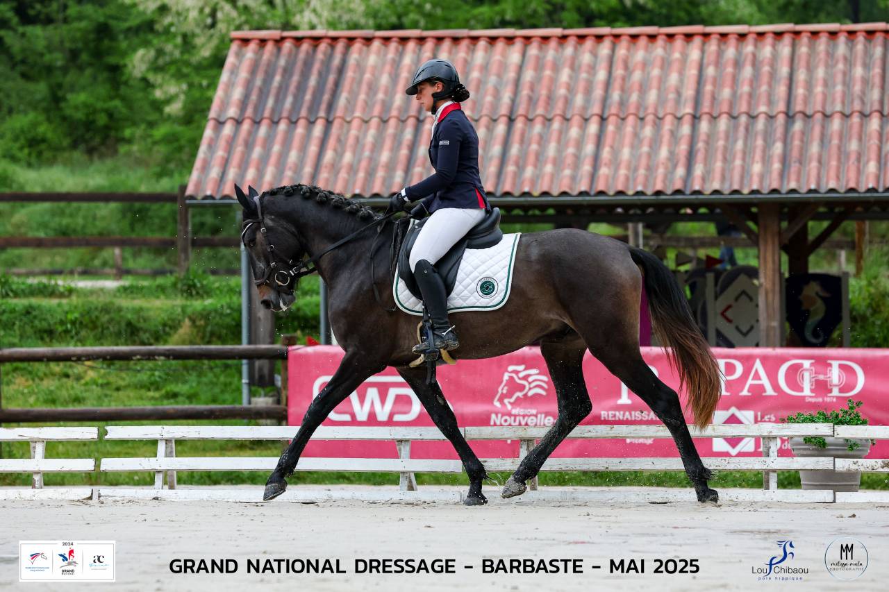 Intero Lusitano In vendita 2021 Grigio