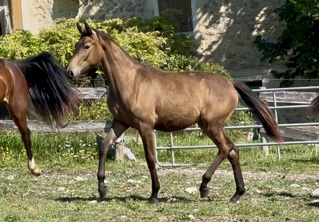 Puledra CDF - Cavallo da dressage francese In vendita 2024 Dun ,  idem du peyron