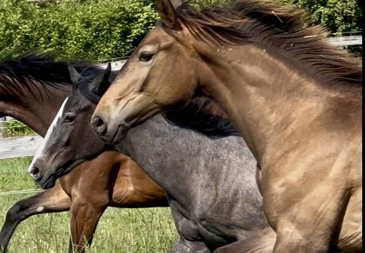 Puledra CDF - Cavallo da dressage francese In vendita 2024 Dun ,  idem du peyron