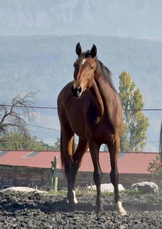 Puledra Zangersheide In vendita 2023 Baio ,  hortus d'hoogpoort