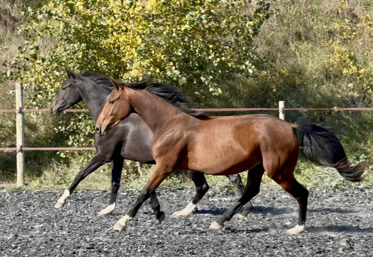 Puledra Zangersheide In vendita 2023 Baio ,  hortus d'hoogpoort