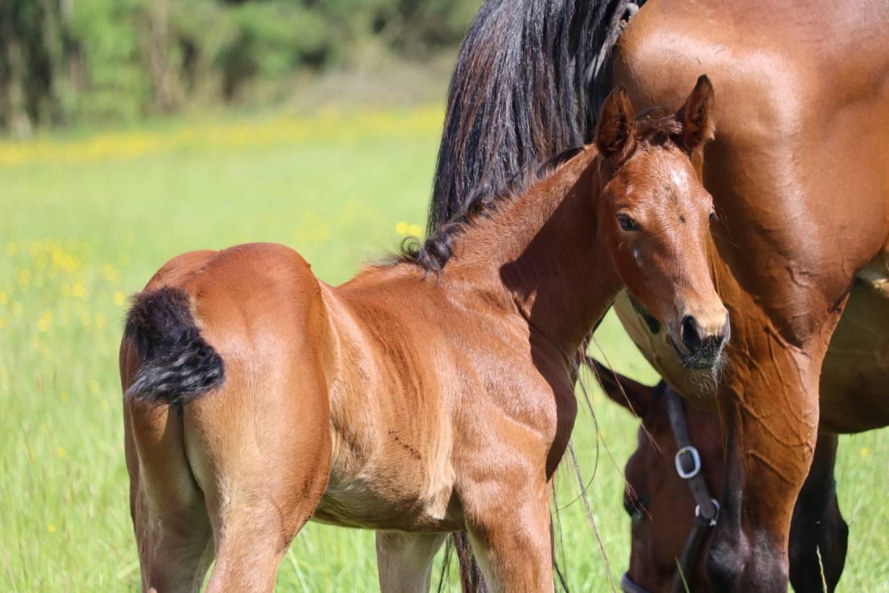 Puledra Sella Francese In vendita 2025 Baio ,  Joker d'Euskadi