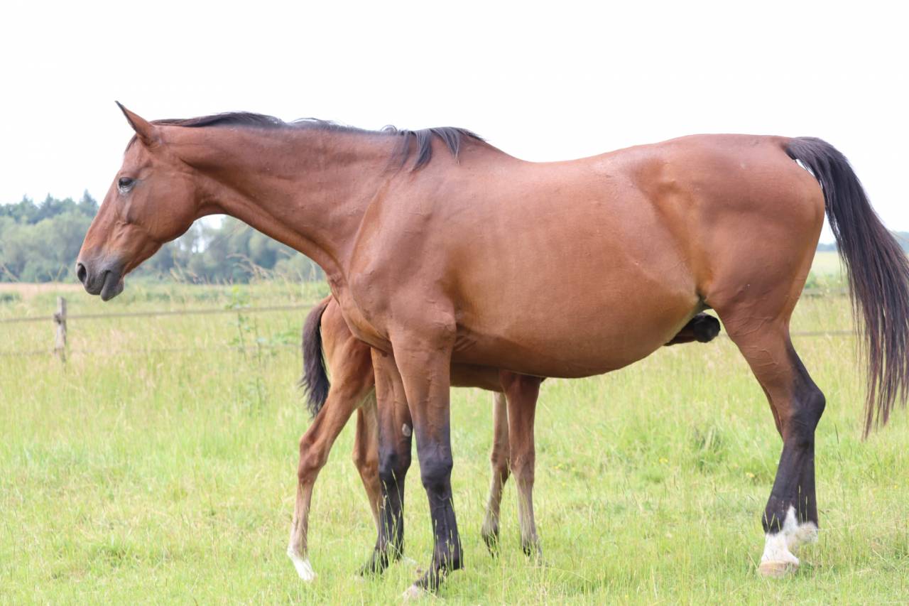 Puledra Sella Francese In vendita 2025 Baio ,  Joker d'Euskadi