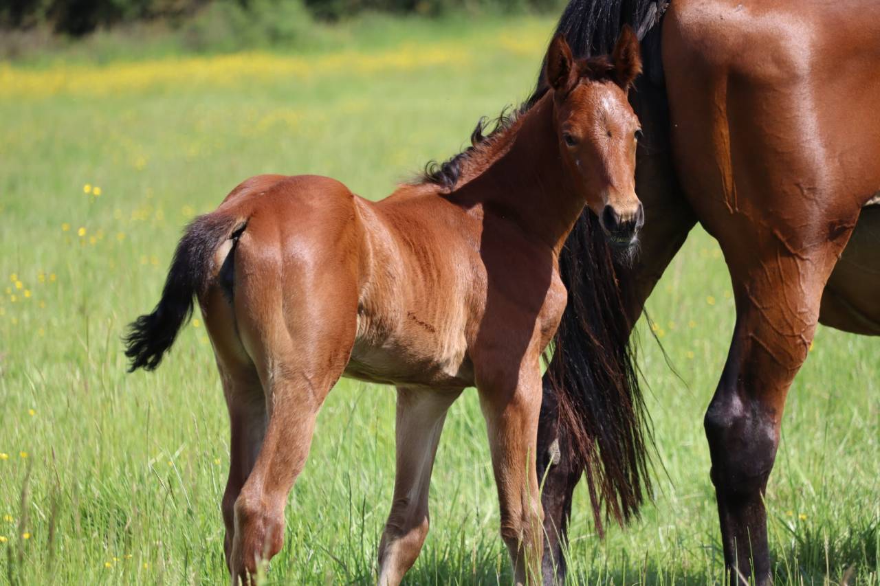 Puledra Sella Francese In vendita 2025 Baio ,  Joker d'Euskadi