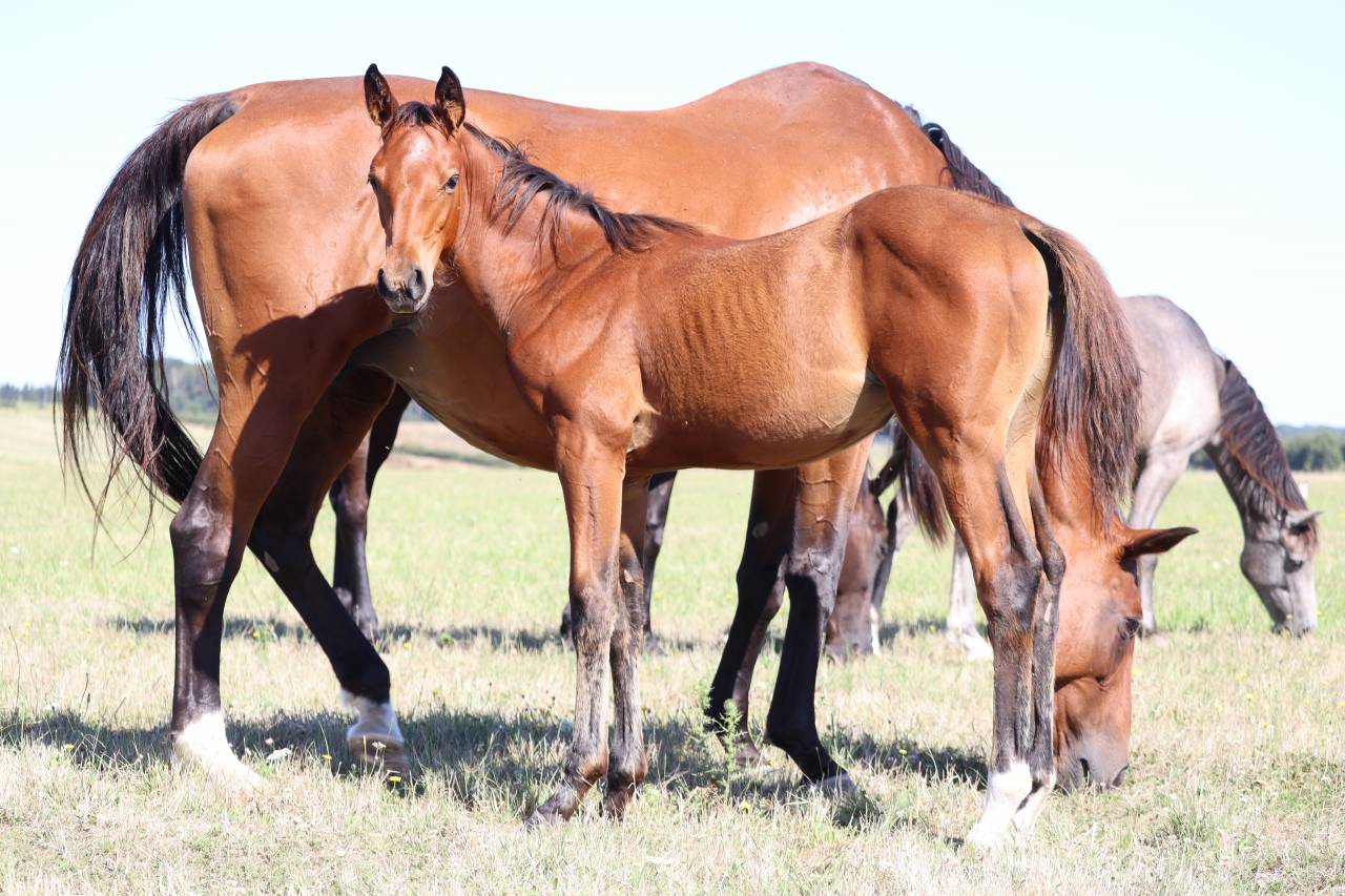 Puledra Sella Francese In vendita 2025 Baio ,  Joker d'Euskadi