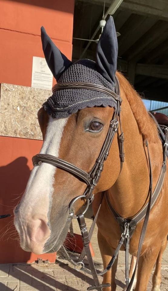 Vendo pony da salto del 2010