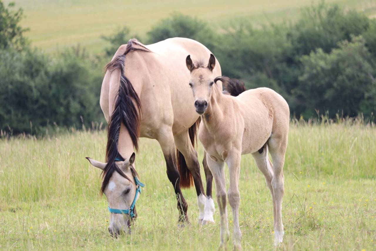 Puledro PFS Pony Francese da Sella In vendita 2025 Isabella ,  Usandro Tilia Derlenn