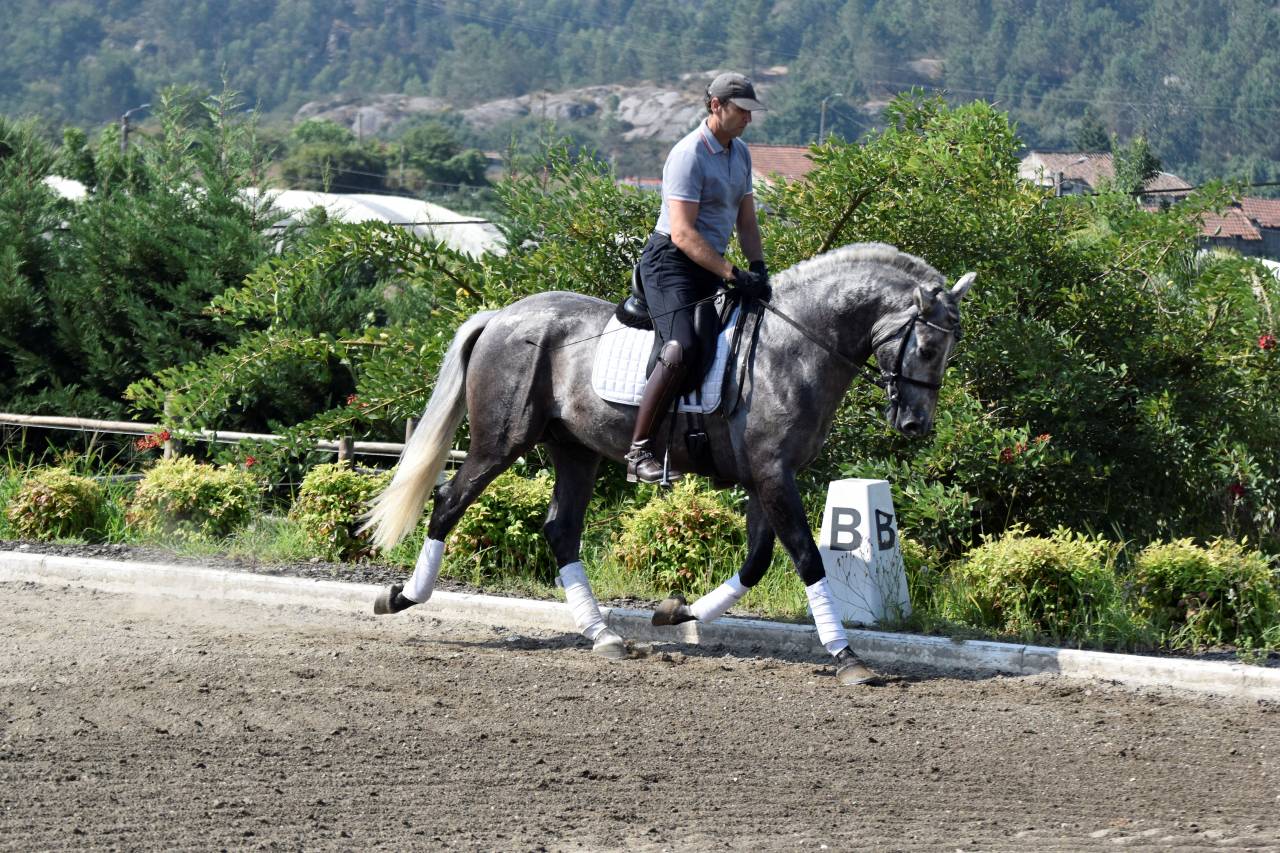 Castrone PRE Andaluso In vendita 2021 Grigio ,  Cascabel G