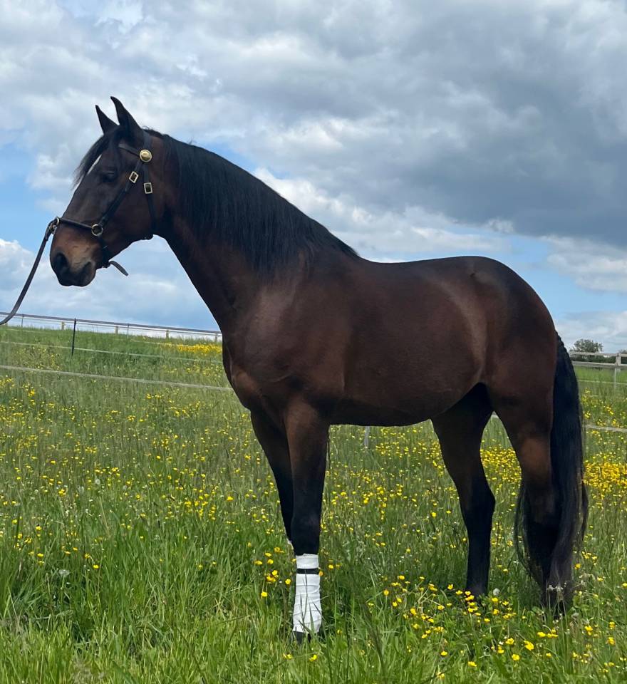 Castrone Lusitano In vendita 2015 Baio ,  SOLERA