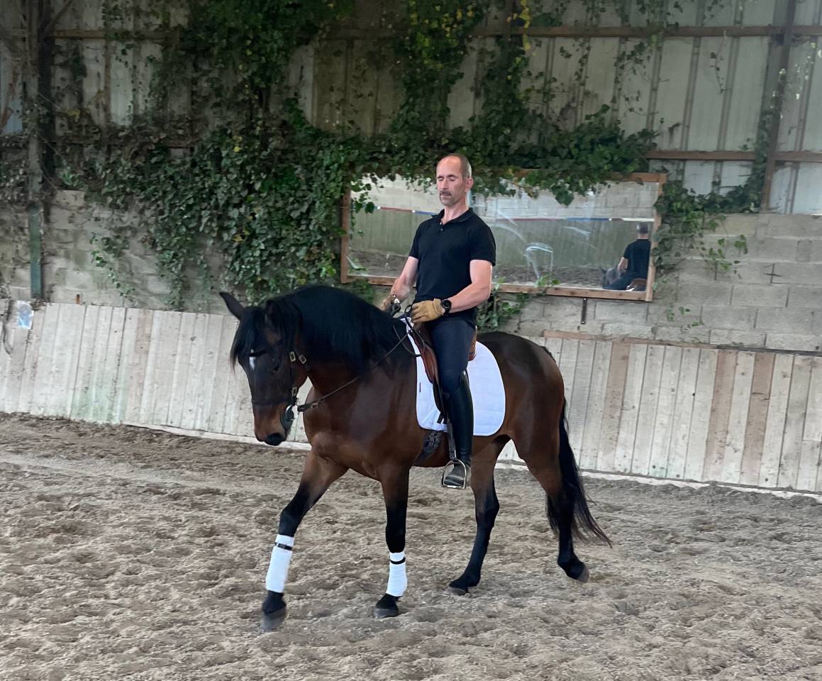 Castrone Lusitano In vendita 2015 Baio ,  SOLERA