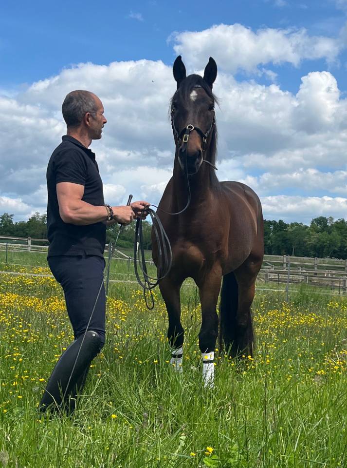 Castrone Lusitano In vendita 2015 Baio ,  SOLERA