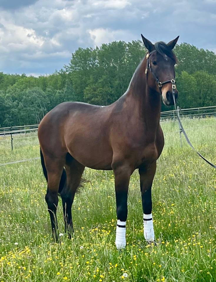 Castrone Lusitano In vendita 2015 Baio ,  SOLERA