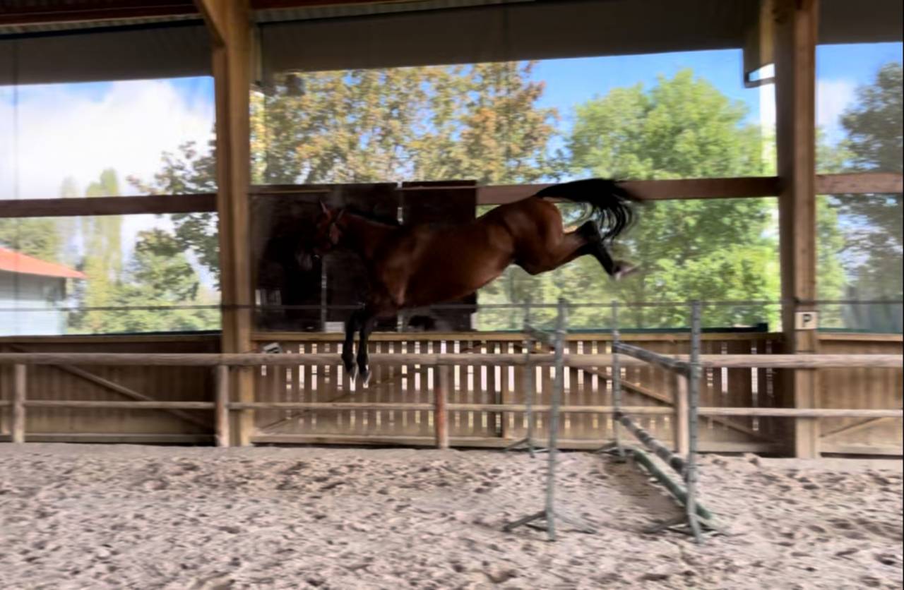 Castrone Sella Francese In vendita 2020 Baio ,  ARMITAGE BOY