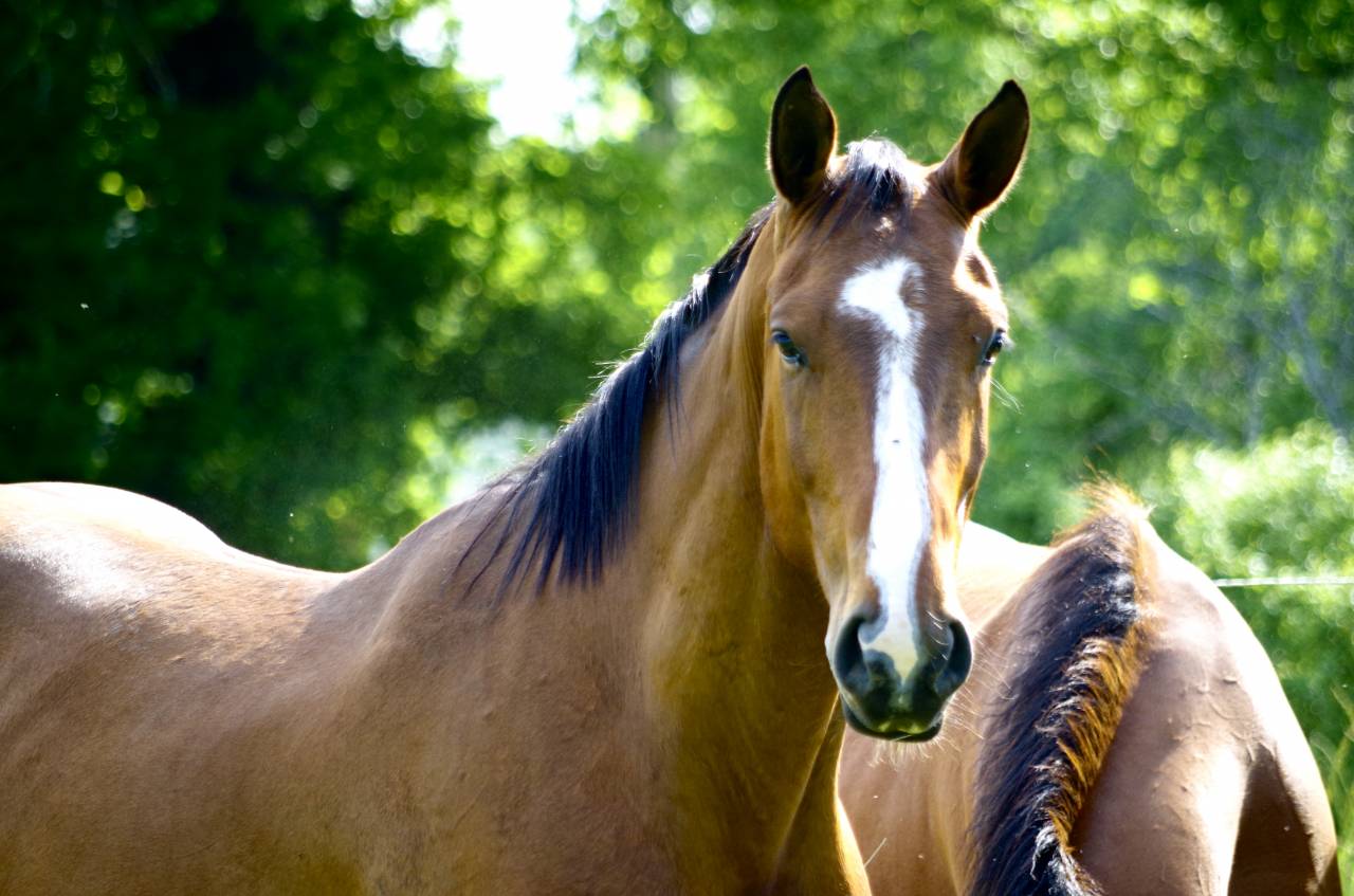 Castrone Sella Francese In vendita 2020 Baio ,  ARMITAGE BOY