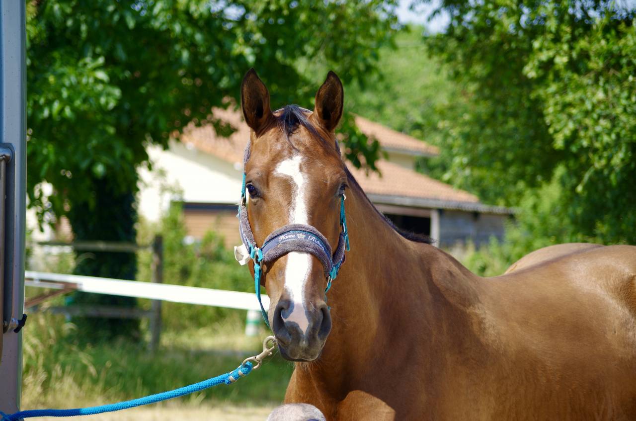 Castrone Sella Francese In vendita 2020 Baio ,  ARMITAGE BOY