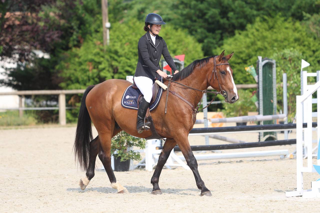 Castrone Sella Francese In vendita 2020 Baio ,  ARMITAGE BOY