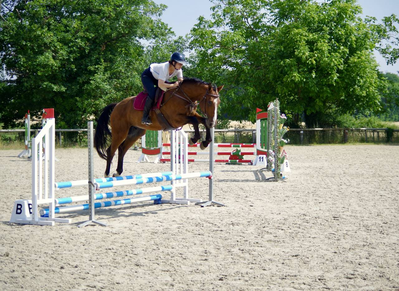 Castrone Sella Francese In vendita 2020 Baio ,  ARMITAGE BOY