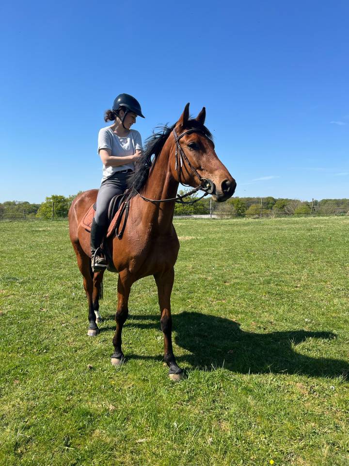 Cavalla KWPN Cavallo da Sport Neerlandese In vendita 2021 Baio ,  MANDEN I SONDERBYGAARD