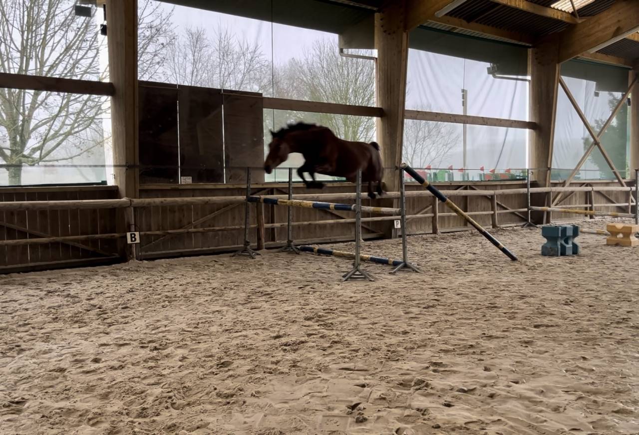 Cavalla KWPN Cavallo da Sport Neerlandese In vendita 2021 Baio ,  MANDEN I SONDERBYGAARD