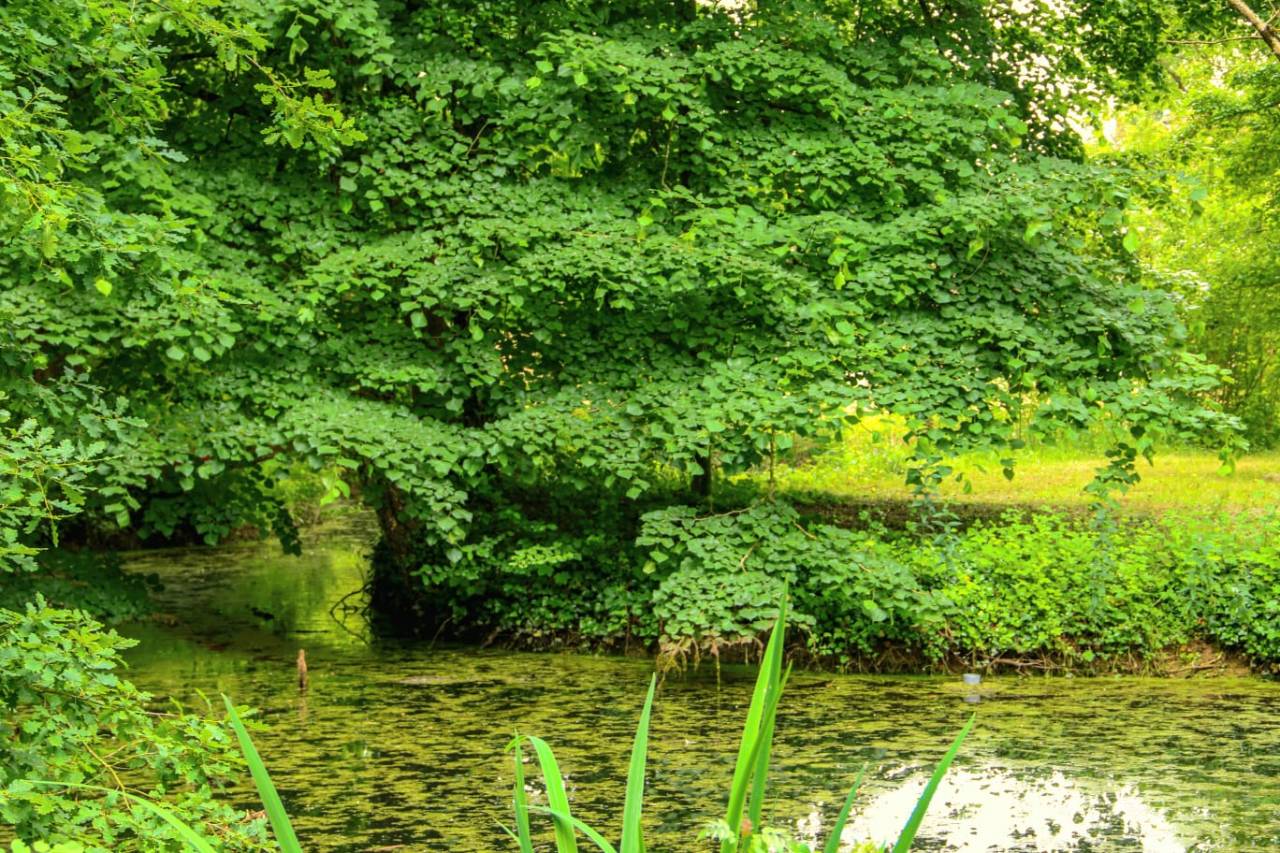 Proprietà equestre In vendita Cher