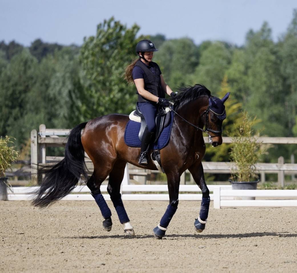 Castrone Sella Francese In vendita 2020 Baio scuro ,  First step Valentin