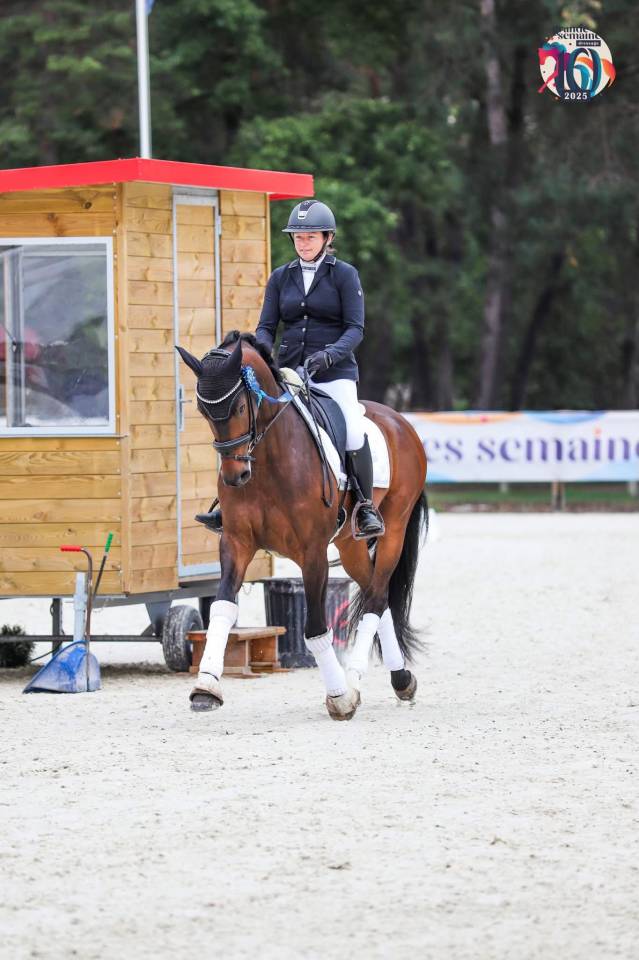 Castrone Sella Francese In vendita 2020 Baio scuro ,  First step Valentin