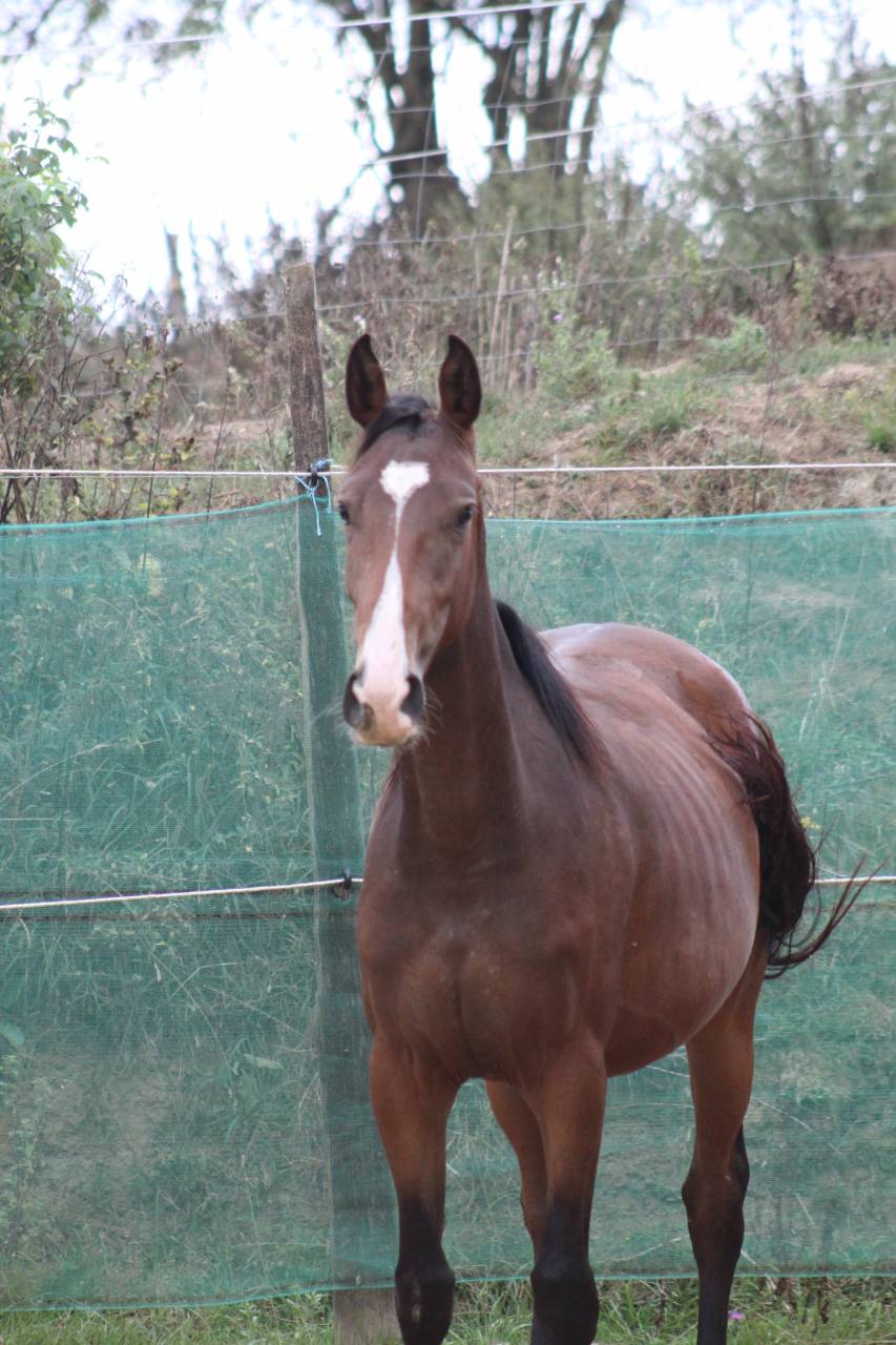 Puledra Sella Francese In vendita 2022 Baio scuro ,  jamiroquai lvd