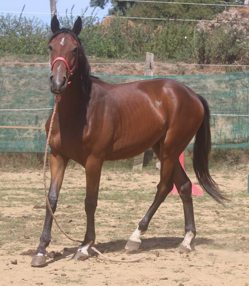 Puledra Sella Francese In vendita 2022 Baio scuro ,  jamiroquai lvd