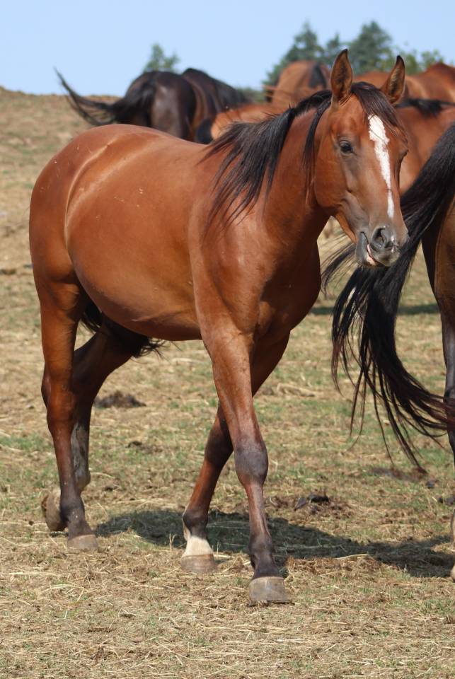 Puledra Sella Francese In vendita 2022 Baio scuro ,  jamiroquai lvd