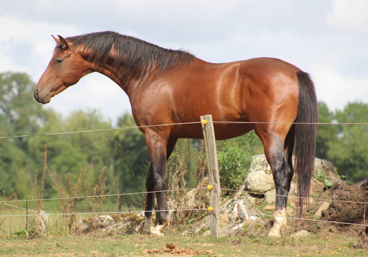 Puledra Sella Francese In vendita 2022 Baio scuro ,  jamiroquai lvd