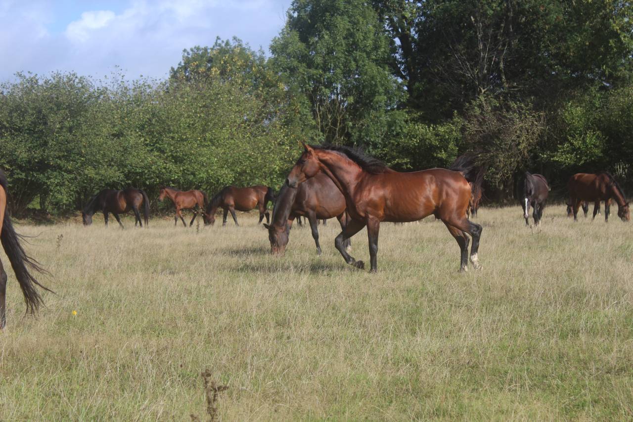 Puledra Sella Francese In vendita 2022 Baio scuro ,  jamiroquai lvd