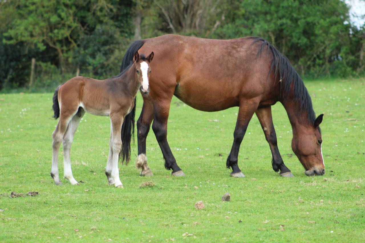 Puledra Sella Francese In vendita 2022 Baio scuro ,  jamiroquai lvd