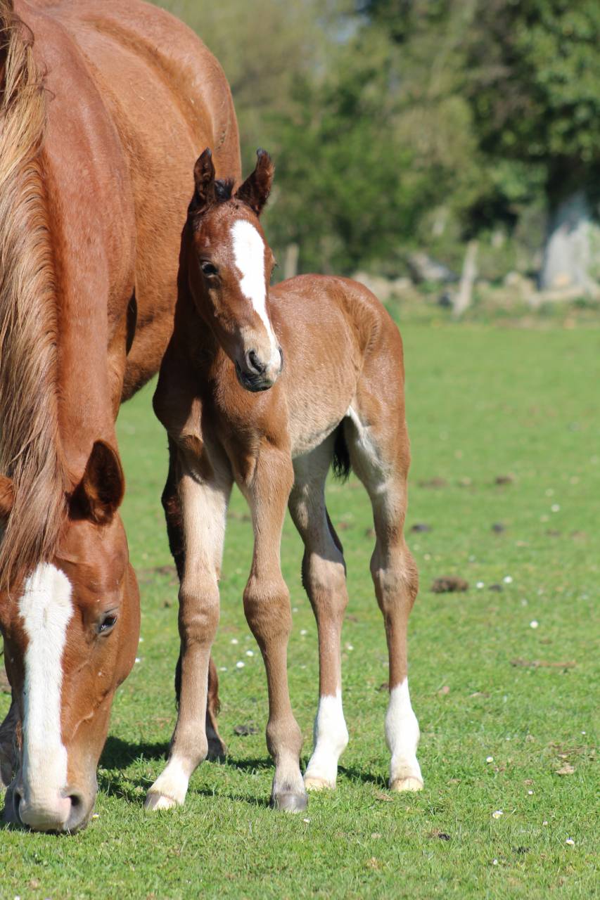 Puledra Sella Francese In vendita 2022 Baio scuro ,  jamiroquai lvd