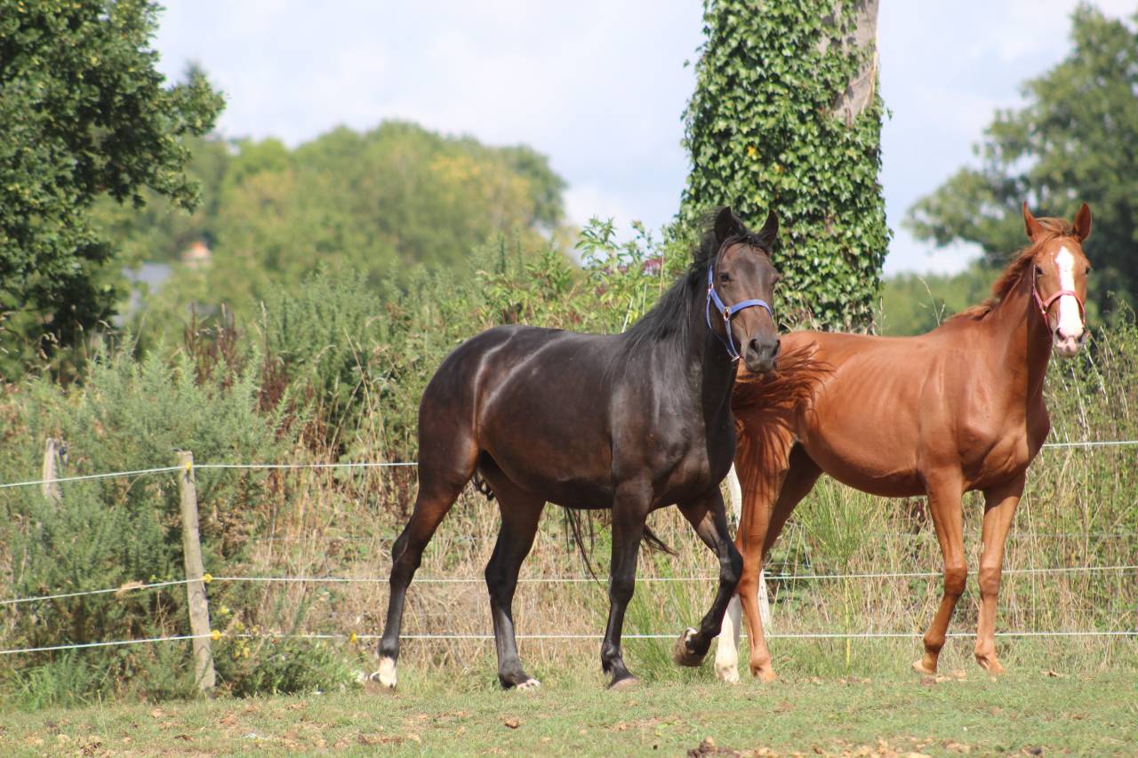 Puledra Sella Francese In vendita 2022 Baio scuro ,  jamiroquai lvd