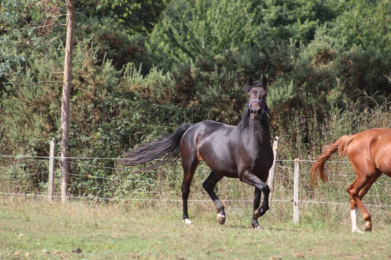 Puledra Sella Francese In vendita 2022 Baio scuro ,  jamiroquai lvd