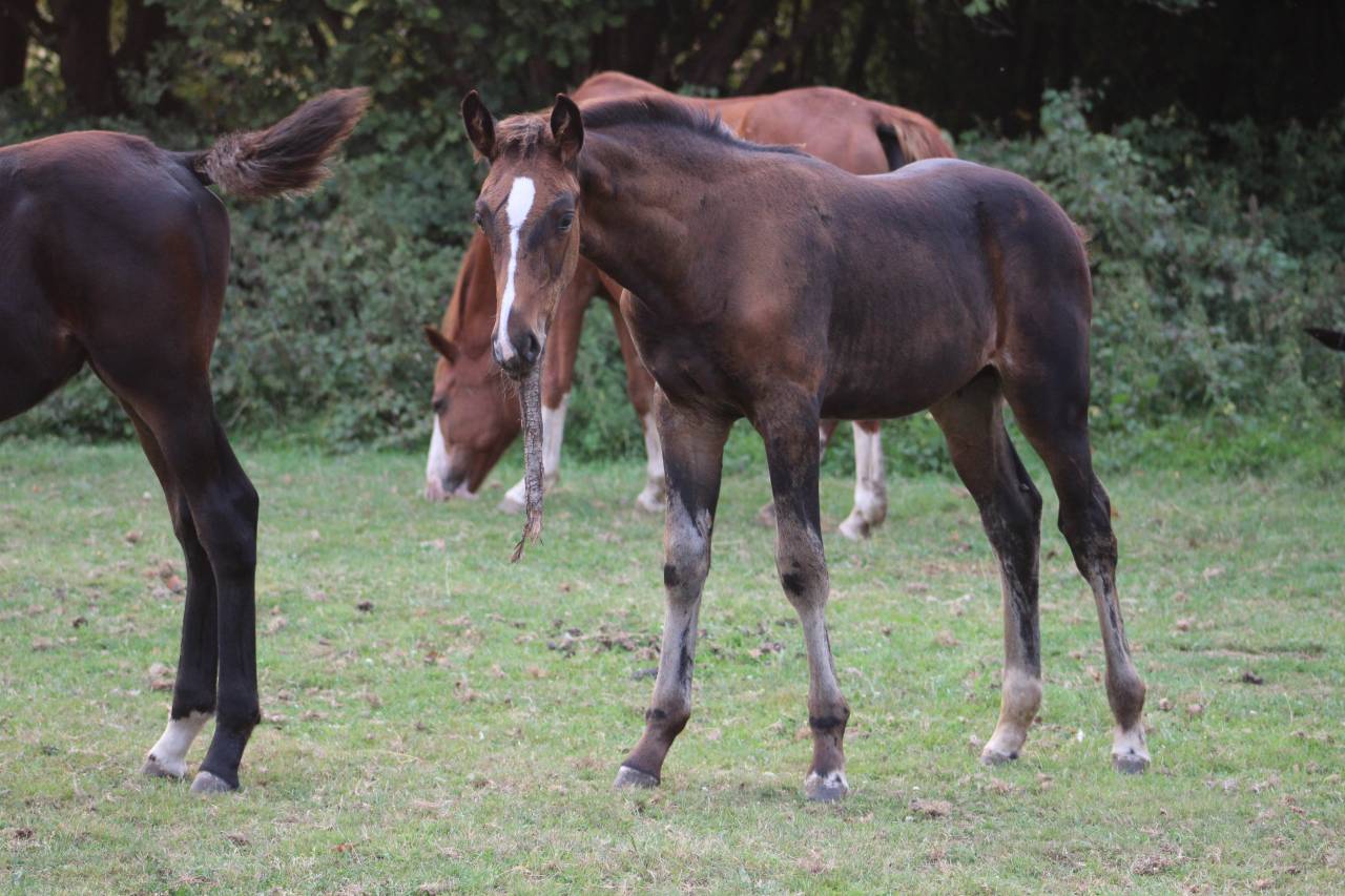 Puledra Sella Francese In vendita 2022 Baio scuro ,  jamiroquai lvd